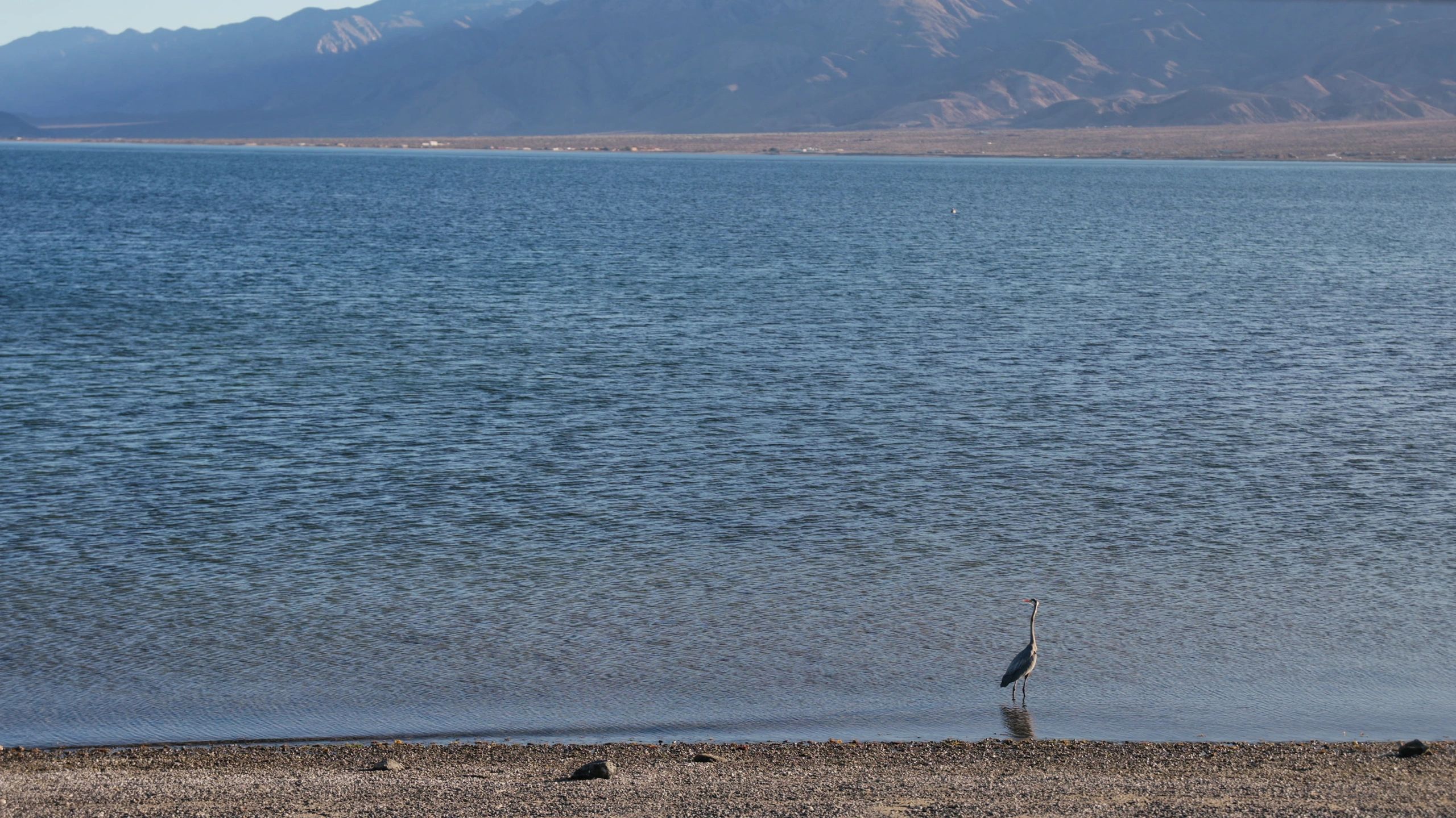 Marine wildlife scene in Baja waters near La Paz